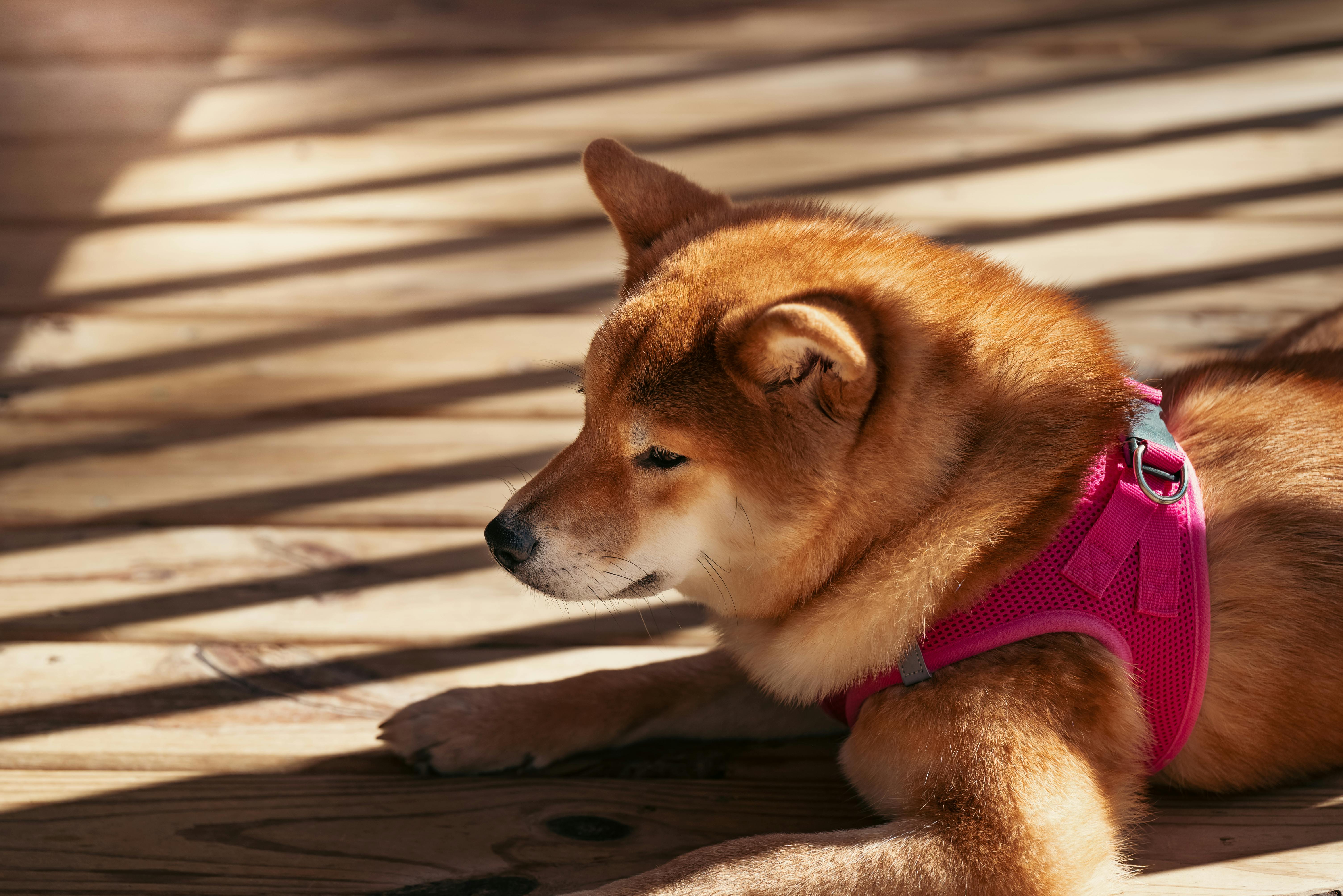 Shiba Inu Cachorro Crecimiento Y Problemas De Salud Comunes