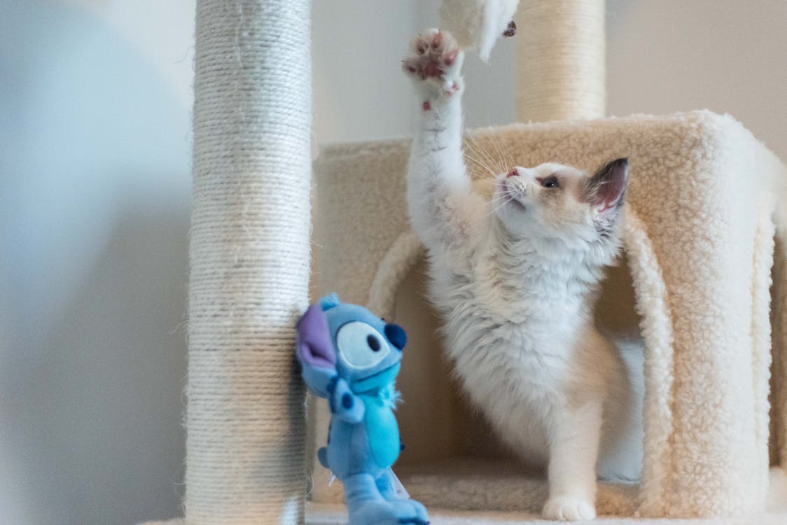 Free Cute Kitten Playing with Toys Stock Photo