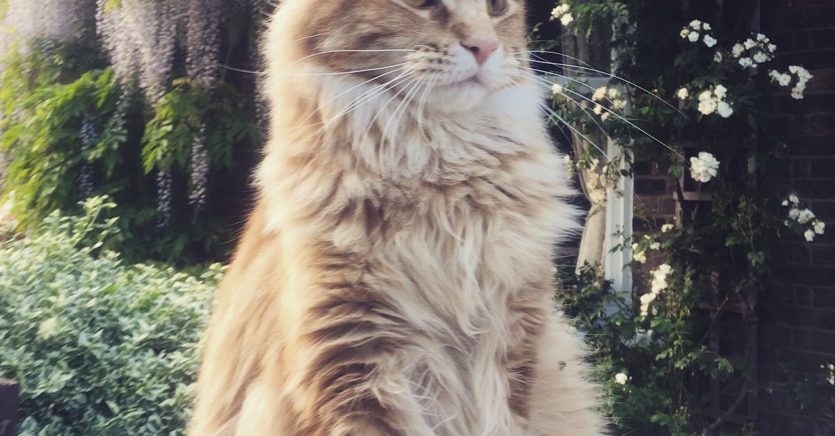 Free Stock Photo Of Ginger Cat Maine Coon Majestic Free Stock Photo Of Ginger Cat Maine Coon Majestic
