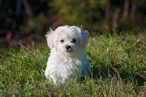 免费 白色长毛的狗在草原上 素材图片