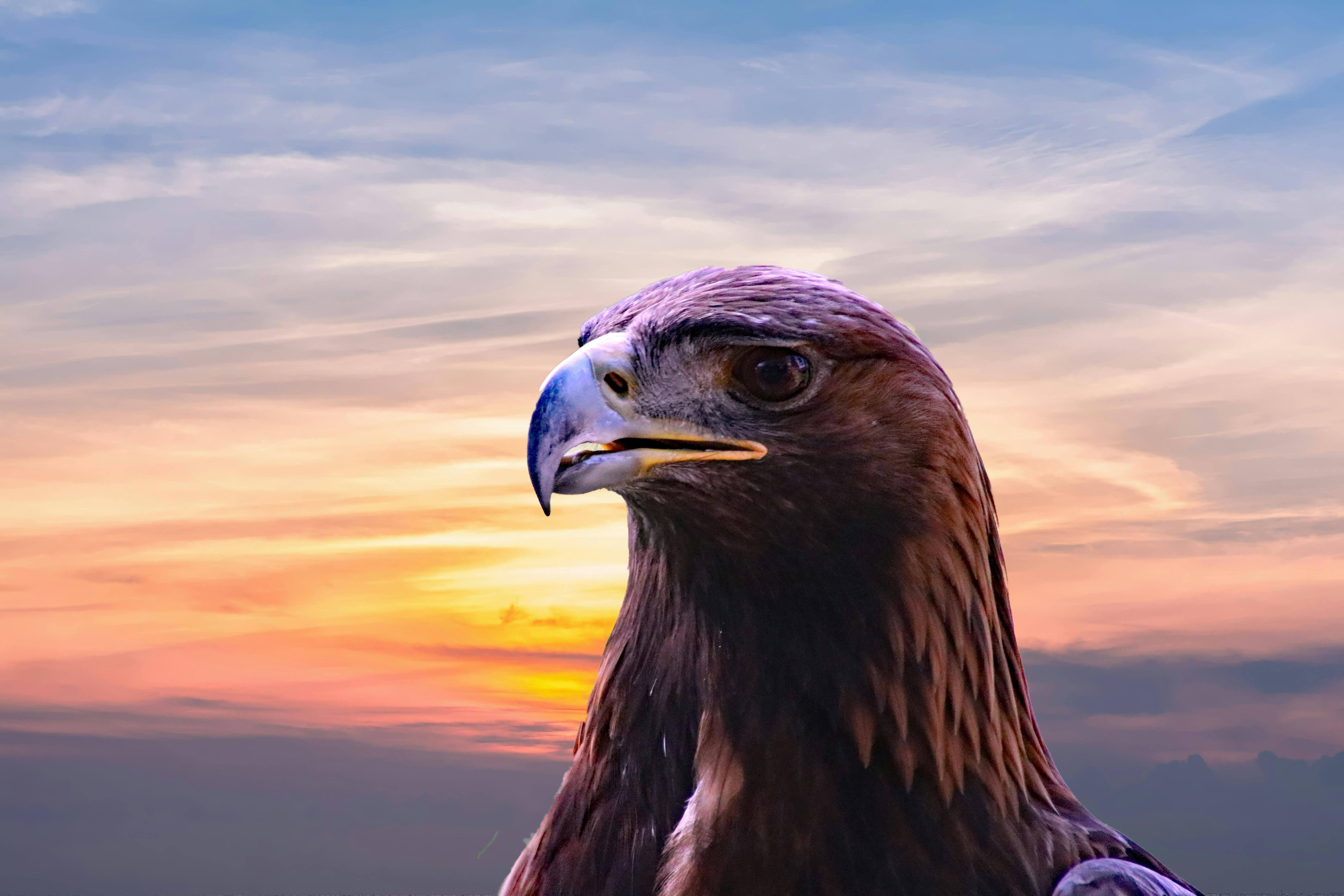 Bald Eagle Over The Body Of Water C2 B7 Free Stock Photo Bald Eagle Over The Body Of Water C2 B7 Free Stock Photo