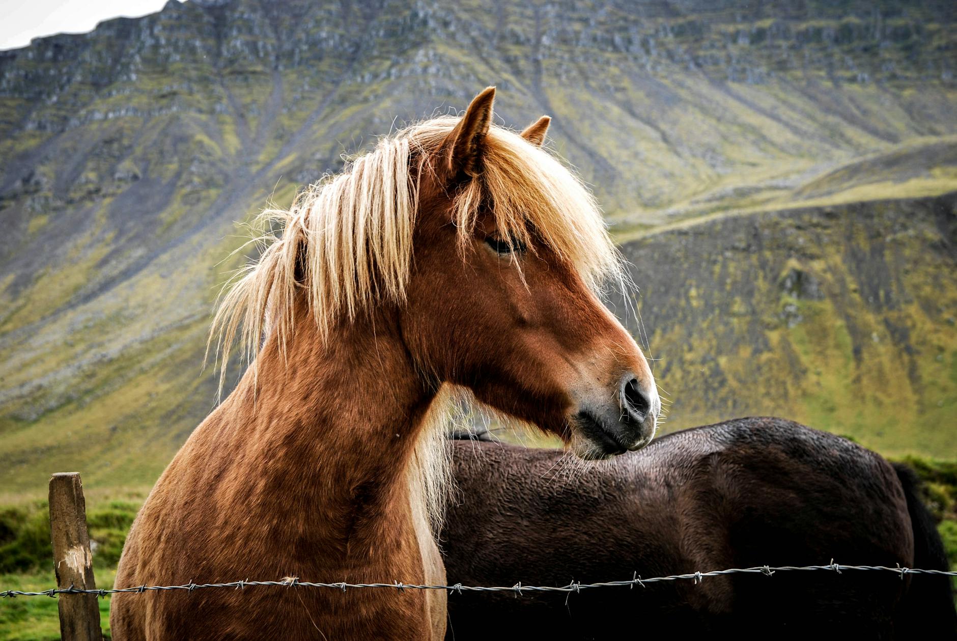 two horse inside the bob wire fences