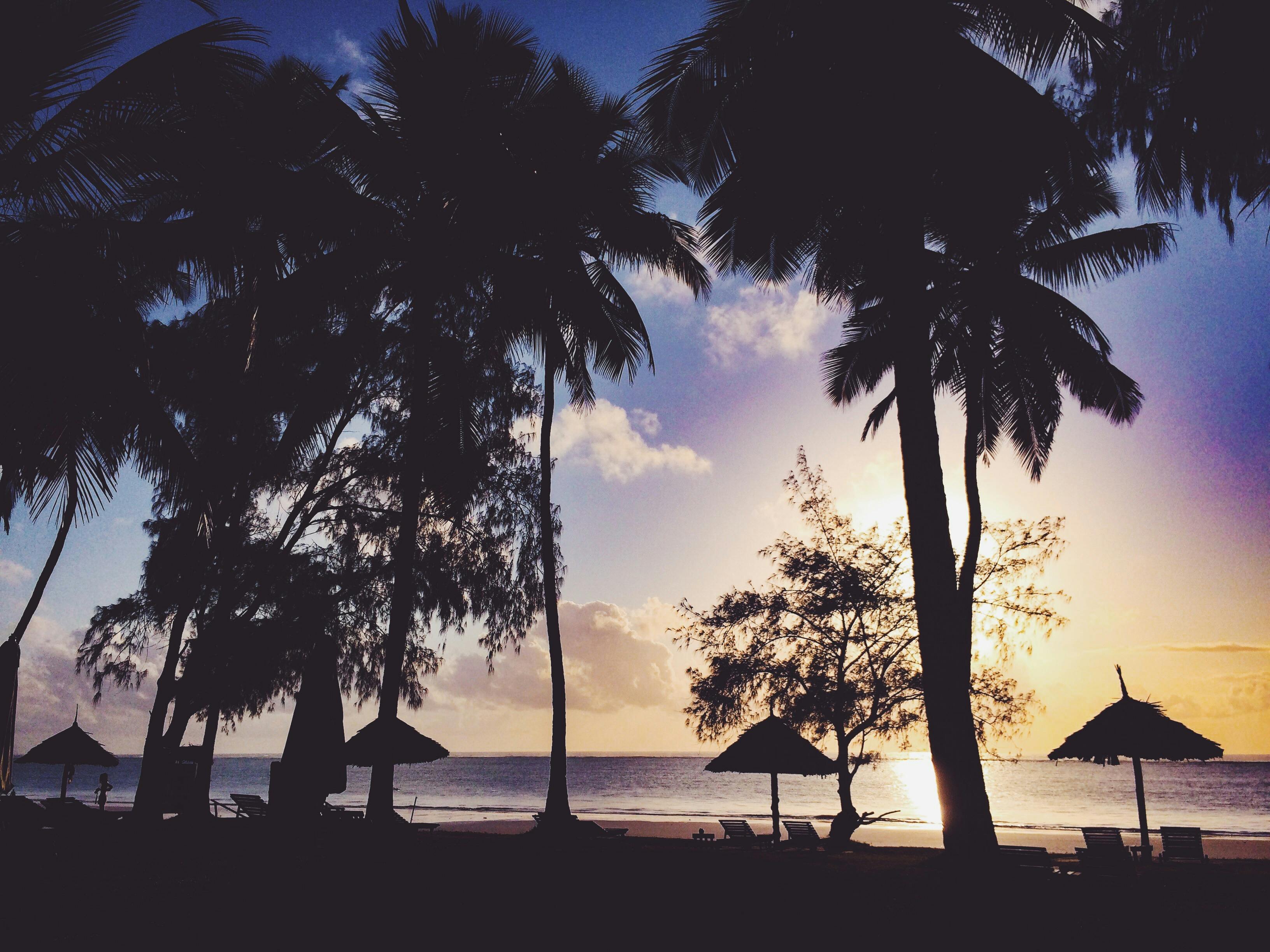 Silhouette Of Man Beside Tree Near Seashore C2 B7 Free Stock Photo Silhouette Of Man Beside Tree Near Seashore C2 B7 Free Stock Photo