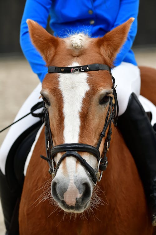Free A Horse Head with Horseman  Stock Photo