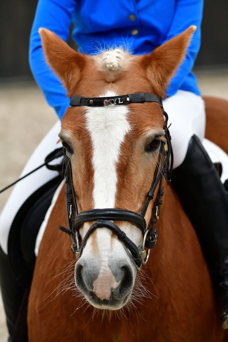 A Horse Head With Horseman 