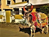 一头装饰得充满活力的牛站在城市建筑的户外背景前