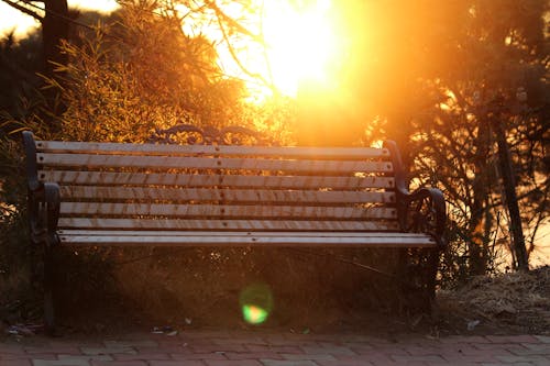 Free Brown Metal-framed Bench Surrounded by Trees Stock Photo