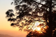 日落时分，一棵树的枝桠在五彩斑斓的天空映衬下形成剪影