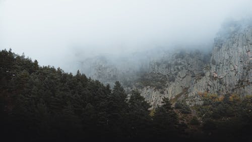 Green Trees on Mountain during Foggy Day