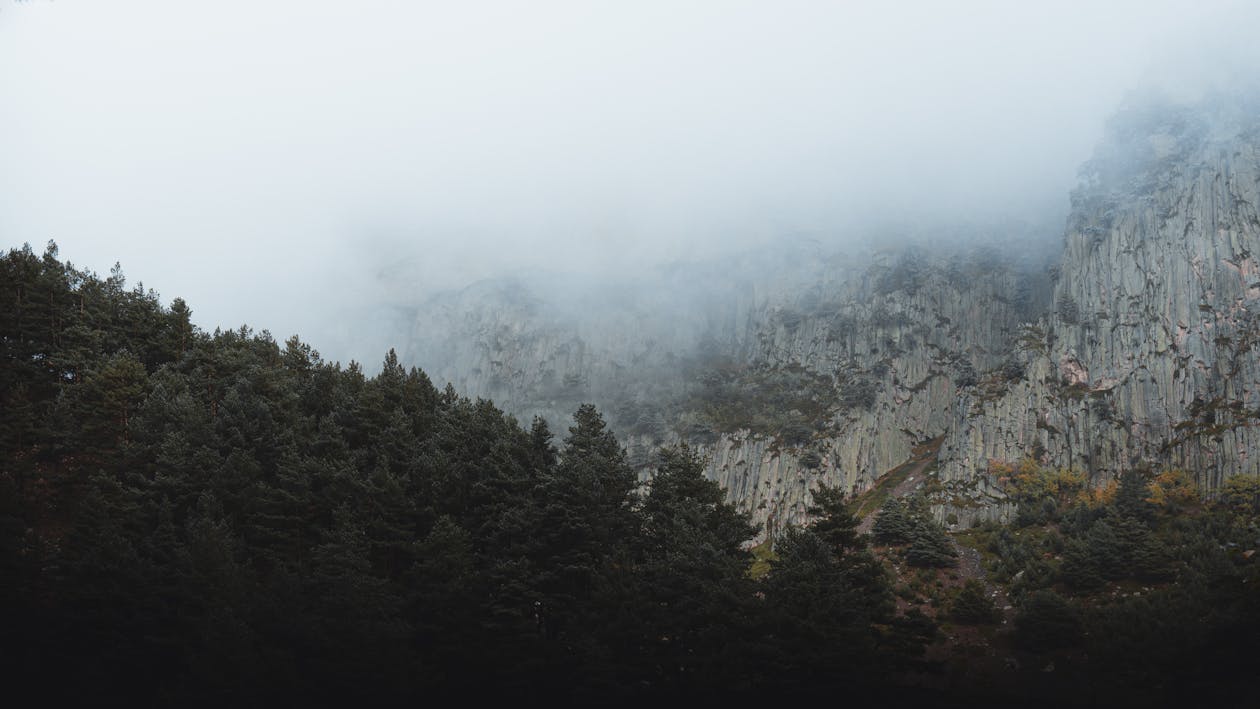 Foto d'estoc gratuïta de amb boira, arbres, bosc