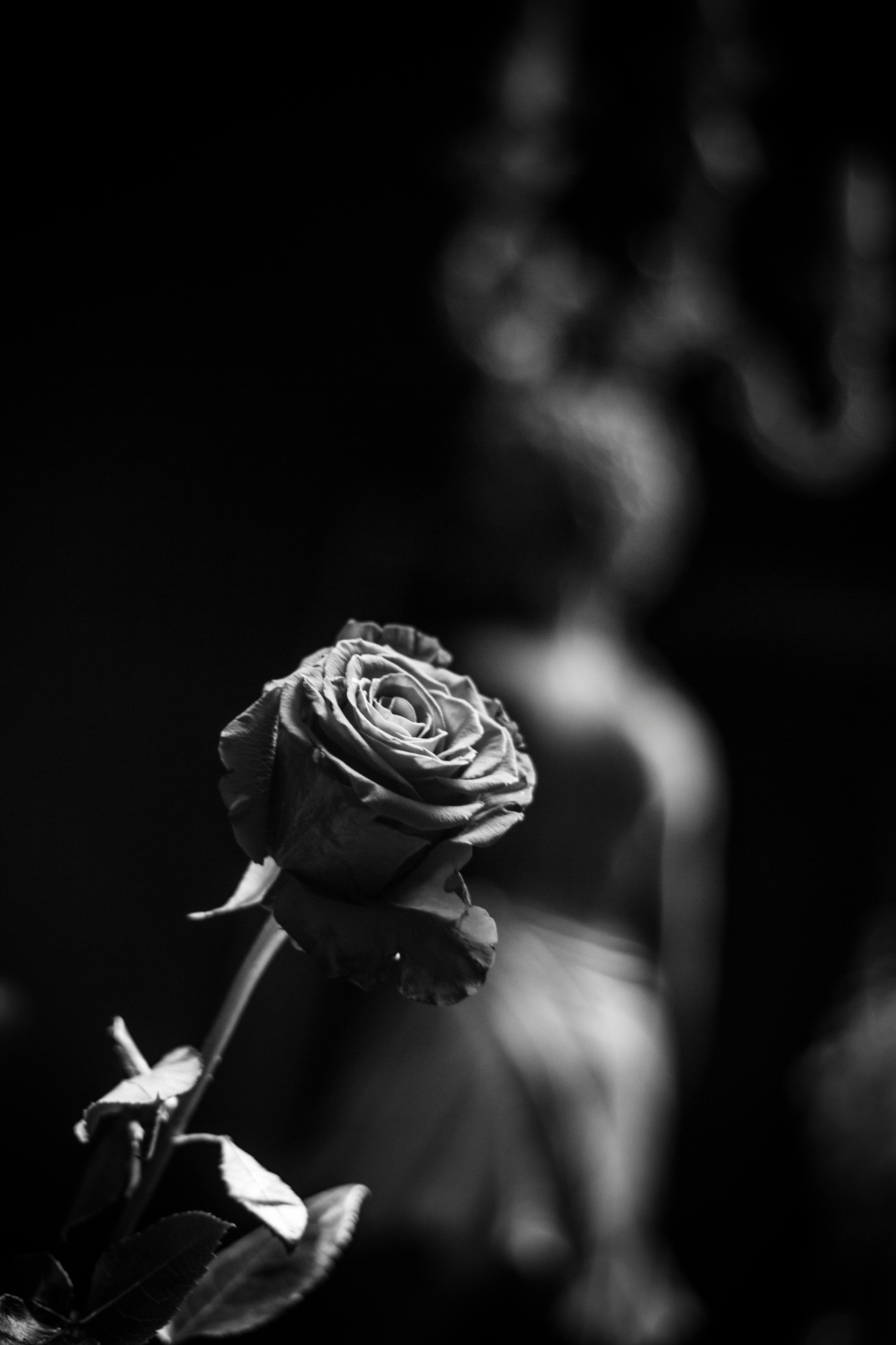 Free stock photo of beautiful flowers, black and white, rose