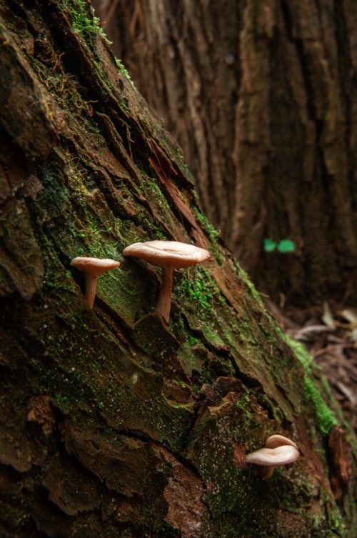 Free Detailed close-up of mushrooms growing on tree bark with green moss, showcasing nature's beauty. Stock Photo