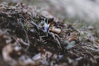 落叶中，一朵紫色番红花悄然绽放，预示着春天的开始