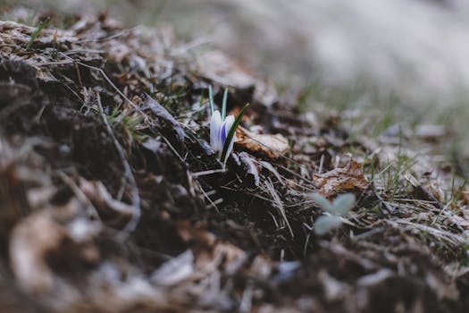 落叶中，一朵紫色番红花悄然绽放，预示着春天的开始