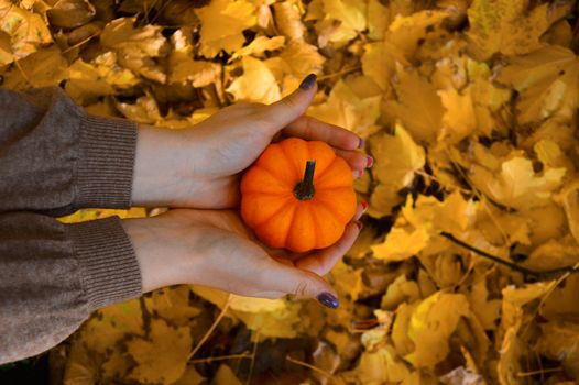 A small orange pumpkin is cradled in hands amidst vibrant autumn leaves, evoking a fall atmosphere.