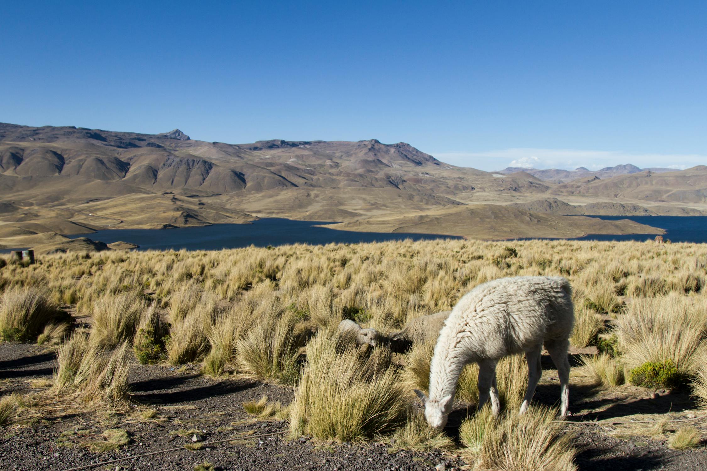 Parámetros para optimizar llamadas a Ollama