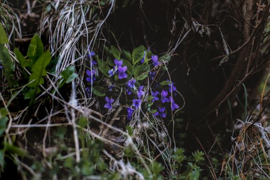 violet purple wildflower