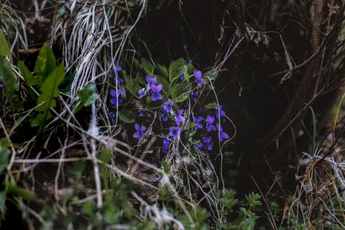 Free A cluster of vivid purple violets surrounded by lush green leaves in a natural setting, showcasing delicate beauty. Stock Photo