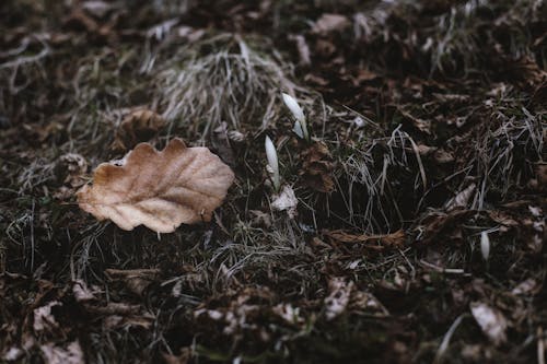 Free Close-Up Photography of Dry Leaves Stock Photo