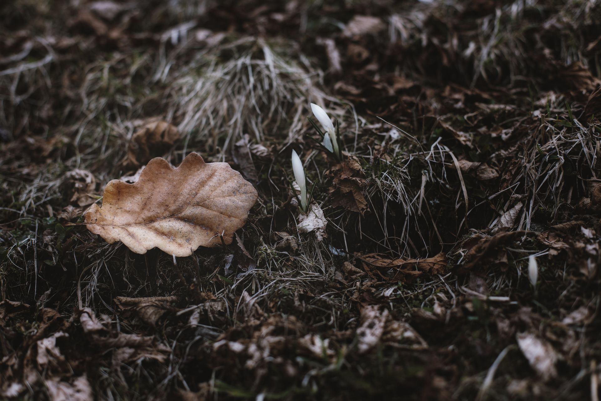 A dried leaf on the ground next to emerging buds, signaling early spring.