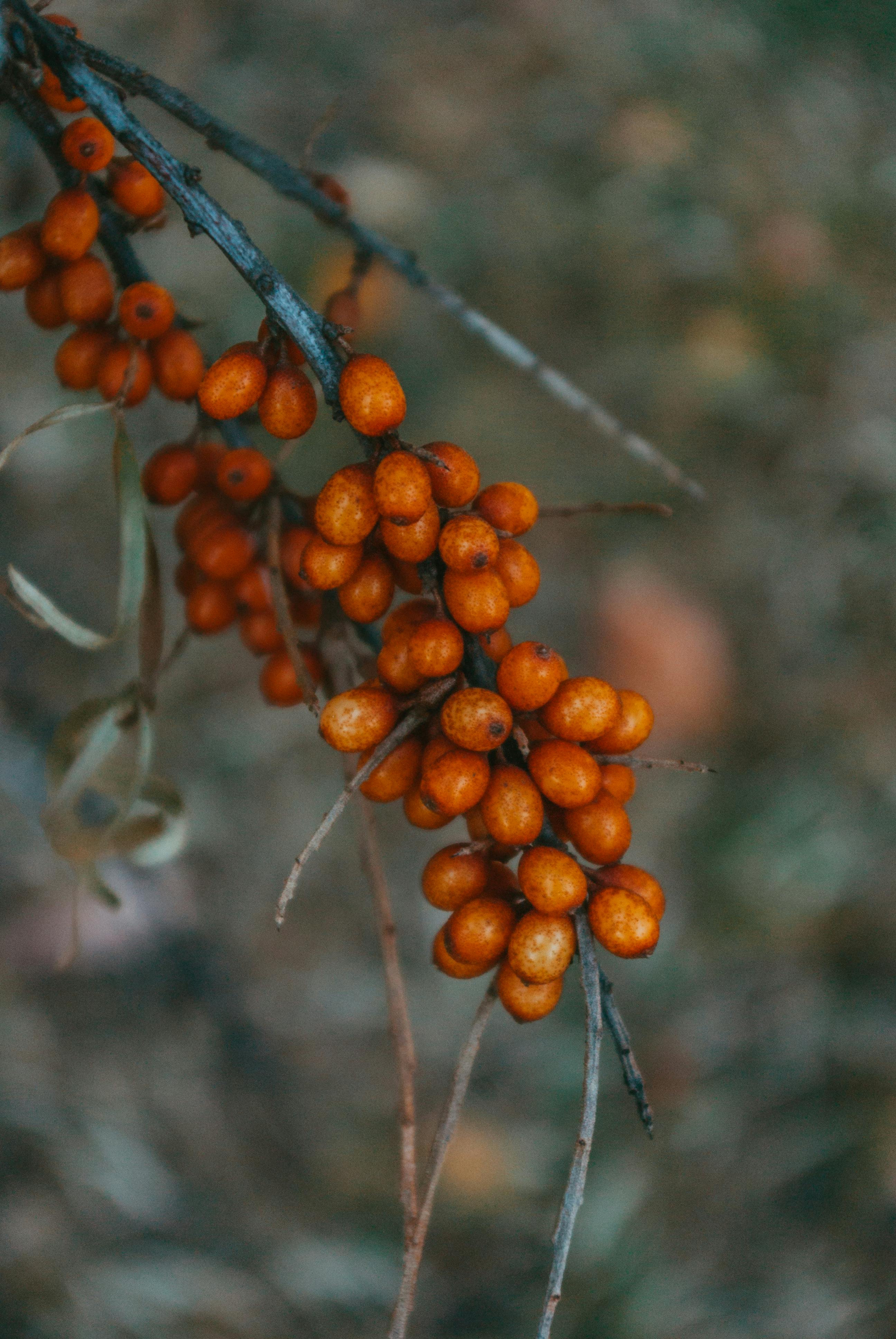100+ Best Rowanberry Photos · 100% Free Download · Pexels Stock Photos