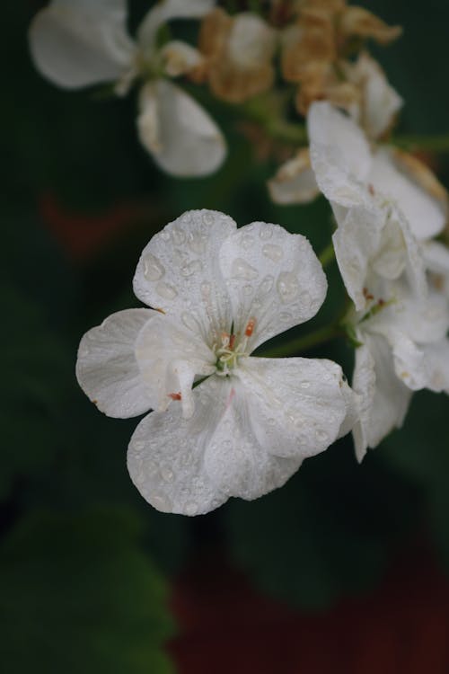 Close-Up Photograph of Hydrangea Flowers with White Petals