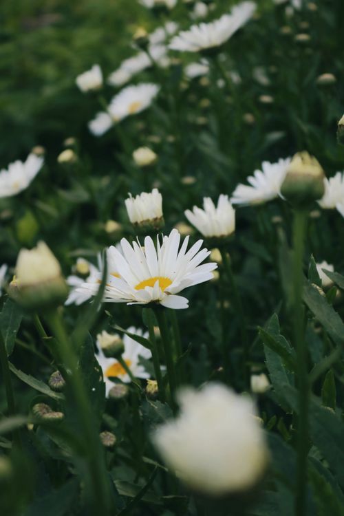 Free A serene close-up of blooming white daisies with lush green leaves outdoors. Stock Photo