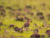 Photo of Brown Bird on Grass
