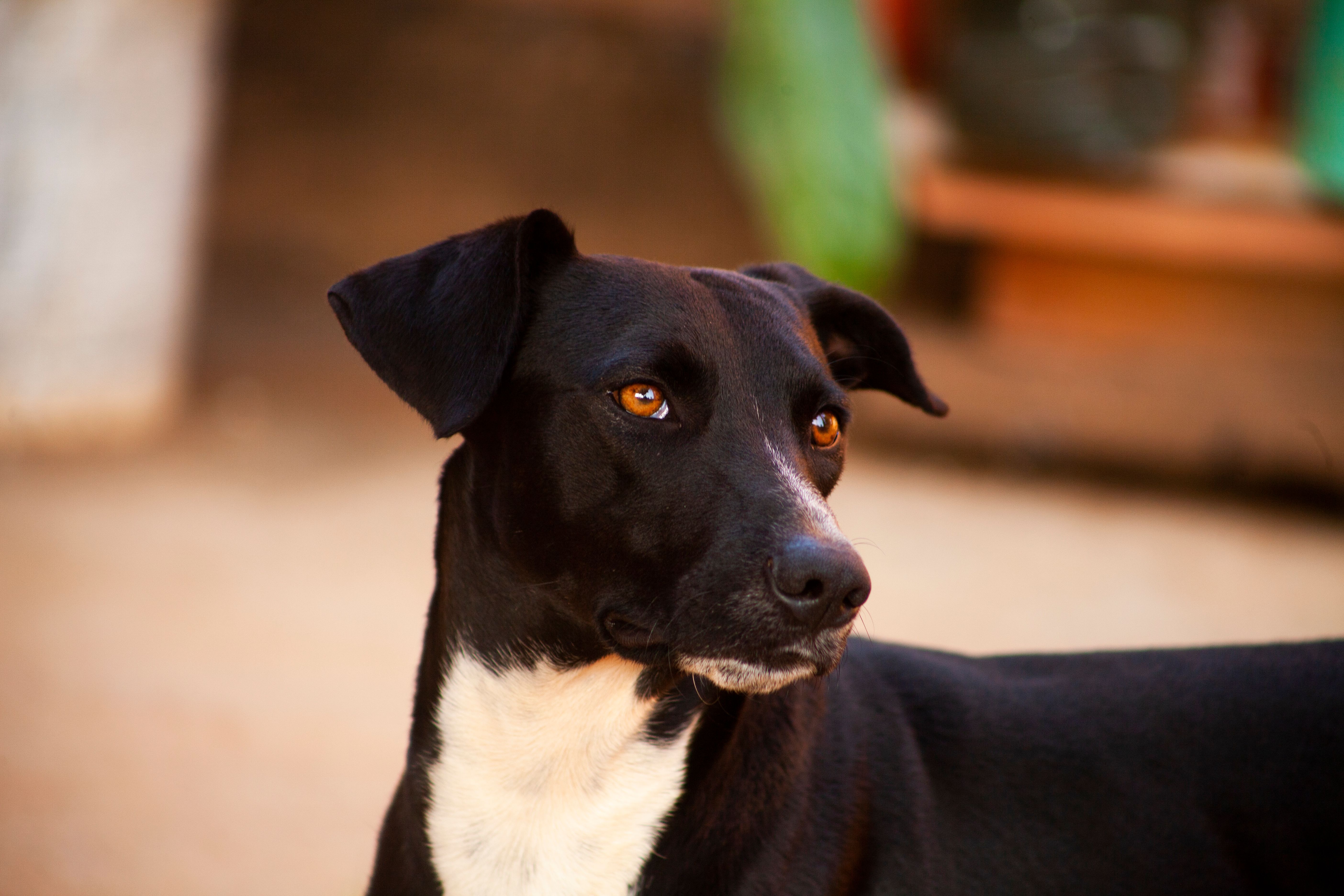 Portrait of a dog at a veterinary clinic