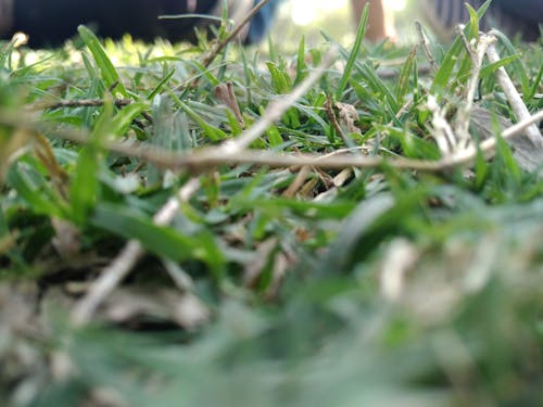 Free Low-angle Selective Focus Photography of Green Grasses Stock Photo