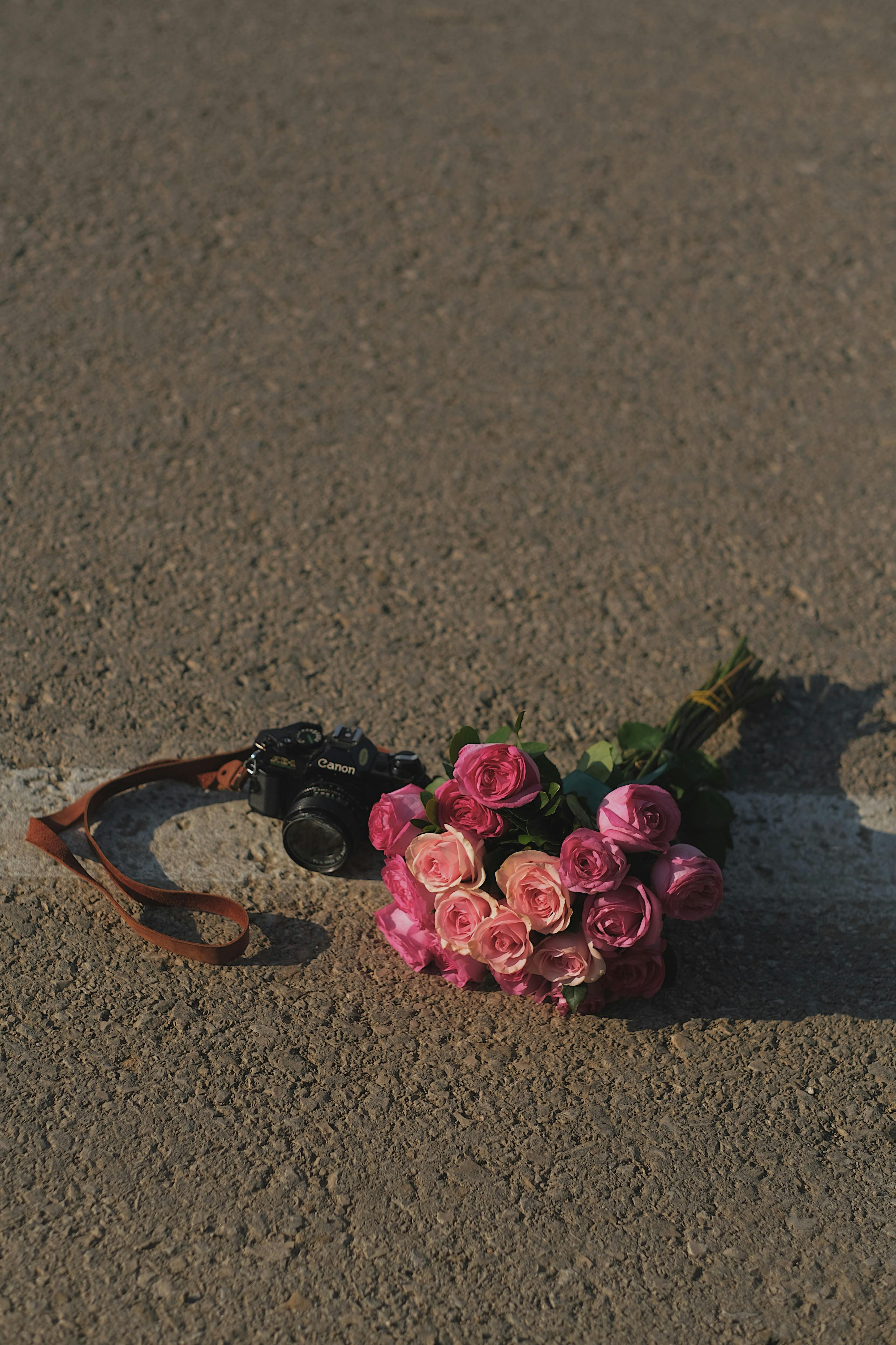 Roses On The Ground Photos, Download Free Roses On The Ground Stock