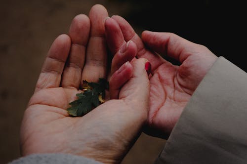 Photo of a Green Leaf on a Person's Palm