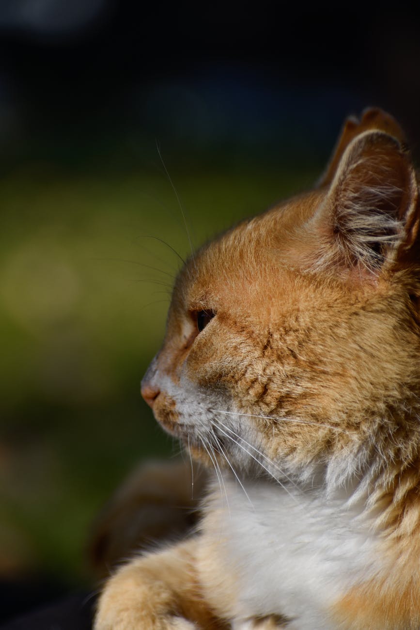 Adorable ginger cat resting, showcasing its whiskers and fur in natural sunlight.
