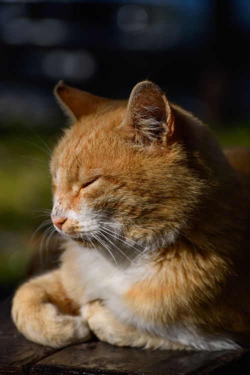 Free Close-up of a ginger cat calmly basking in sunlight, showcasing its peaceful nature. Stock Photo