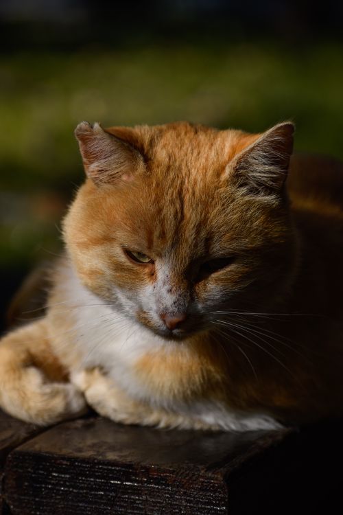 Free A close-up of a ginger and white cat basking in the sun, showcasing its serene expression. Stock Photo