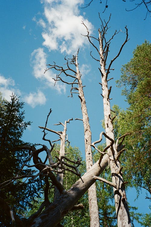 Kostenloses Stock Foto zu aufnahme von unten, blauer himmel, entlaubten bäumen