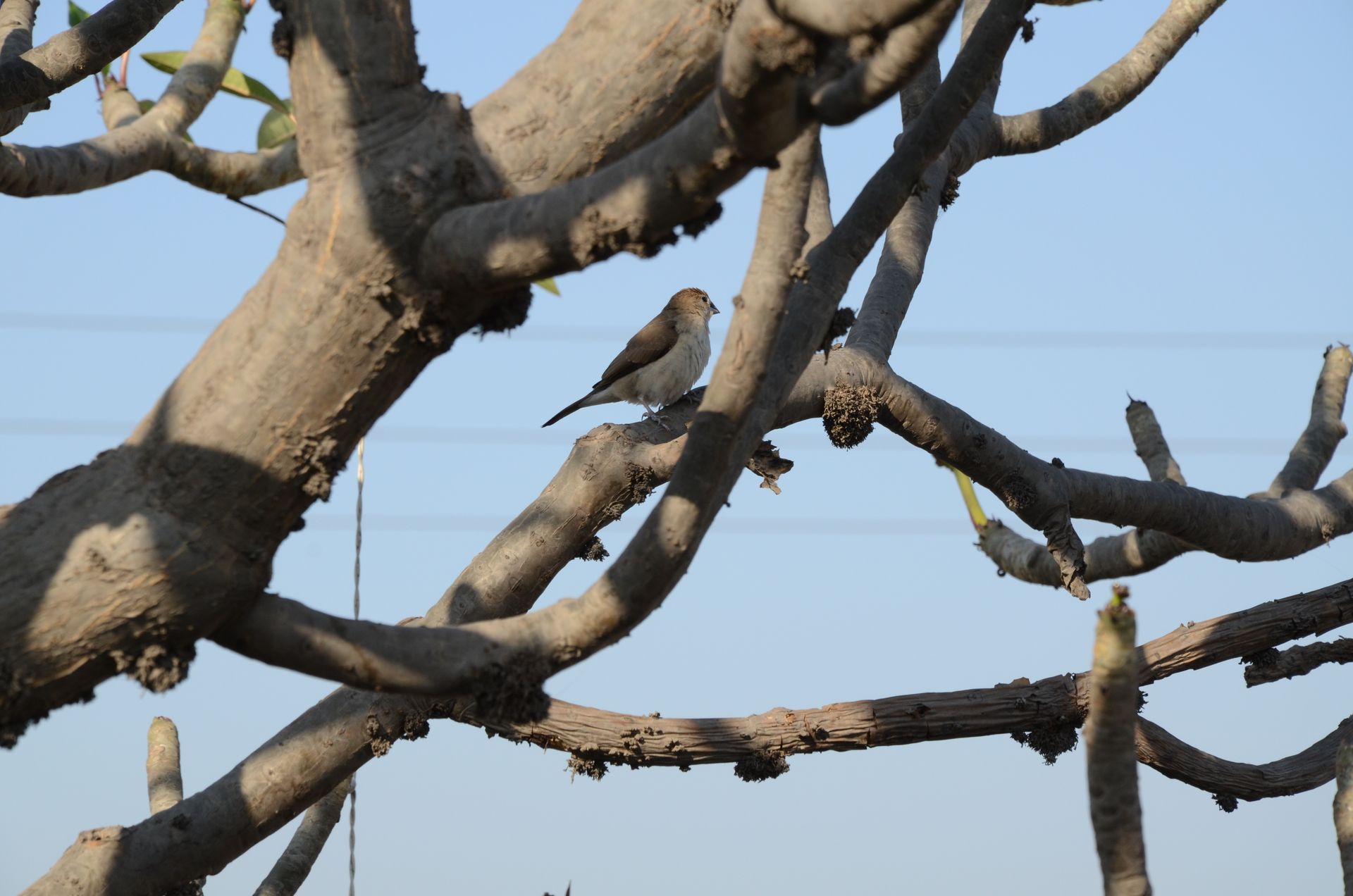 A lone sparrow sitting on a leafless tree branch against a clear blue sky.