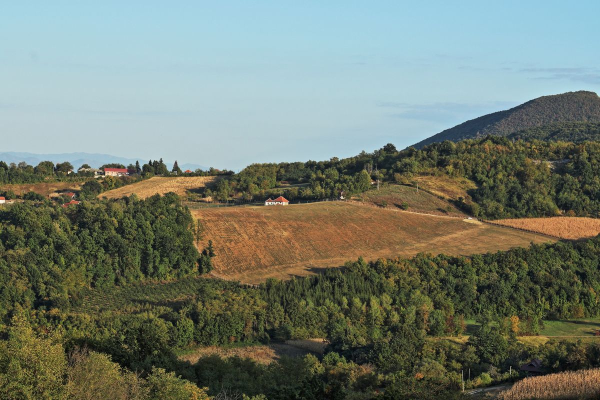 Copaci verzi pe un câmp maro, sub cer albastru
