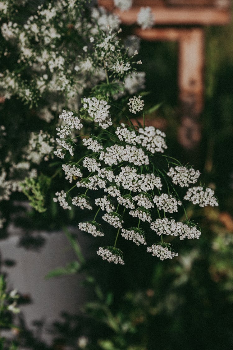 
A Close-Up Shot Of Burnet Saxifrage Flowers