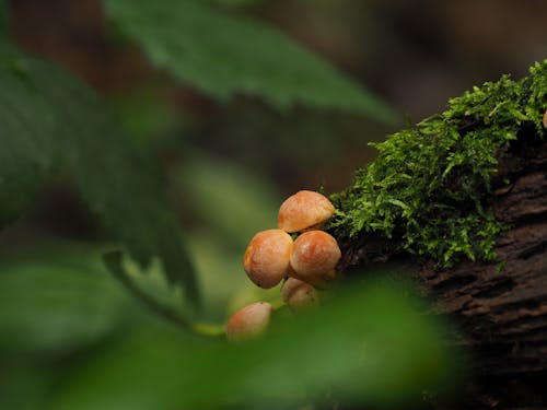 Brown Mushrooms on Green Moss