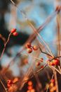 Dried-up Red Berry on Twig