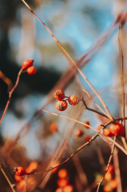 Fotomural Vibrantes bayas rojas secas en ramas a la luz natural, perfectas para temas de otoño.