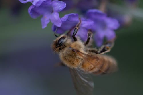 Fotobanka s bezplatnými fotkami na tému levanduľa, makro, včela