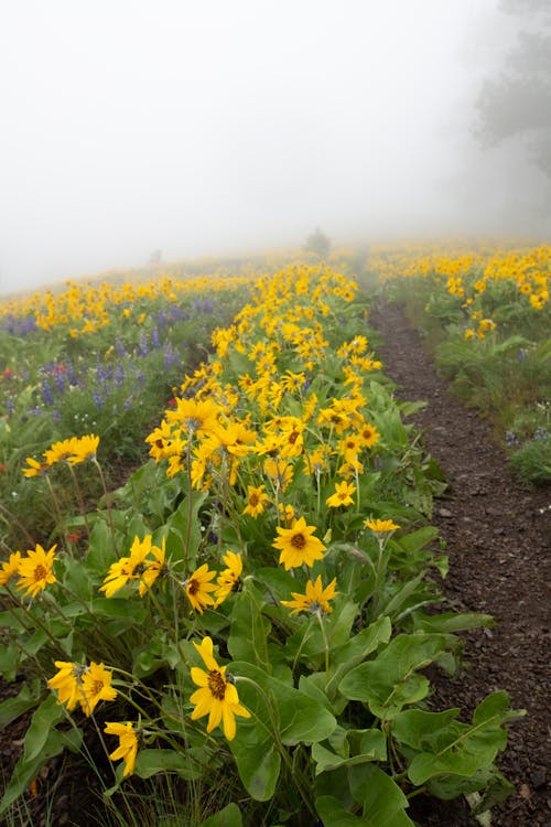 Fotobanka s bezplatnými fotkami na tému foggy krajina, koreň balzamu, žlté kvety