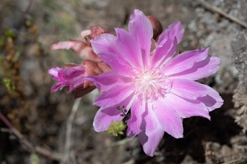 Fotobanka s bezplatnými fotkami na tému horký kvet, ružový kvet