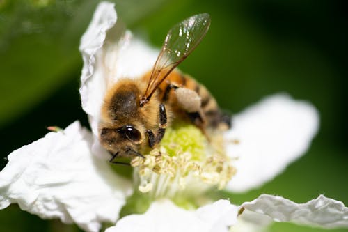 Fotobanka s bezplatnými fotkami na tému opeľovať, včela