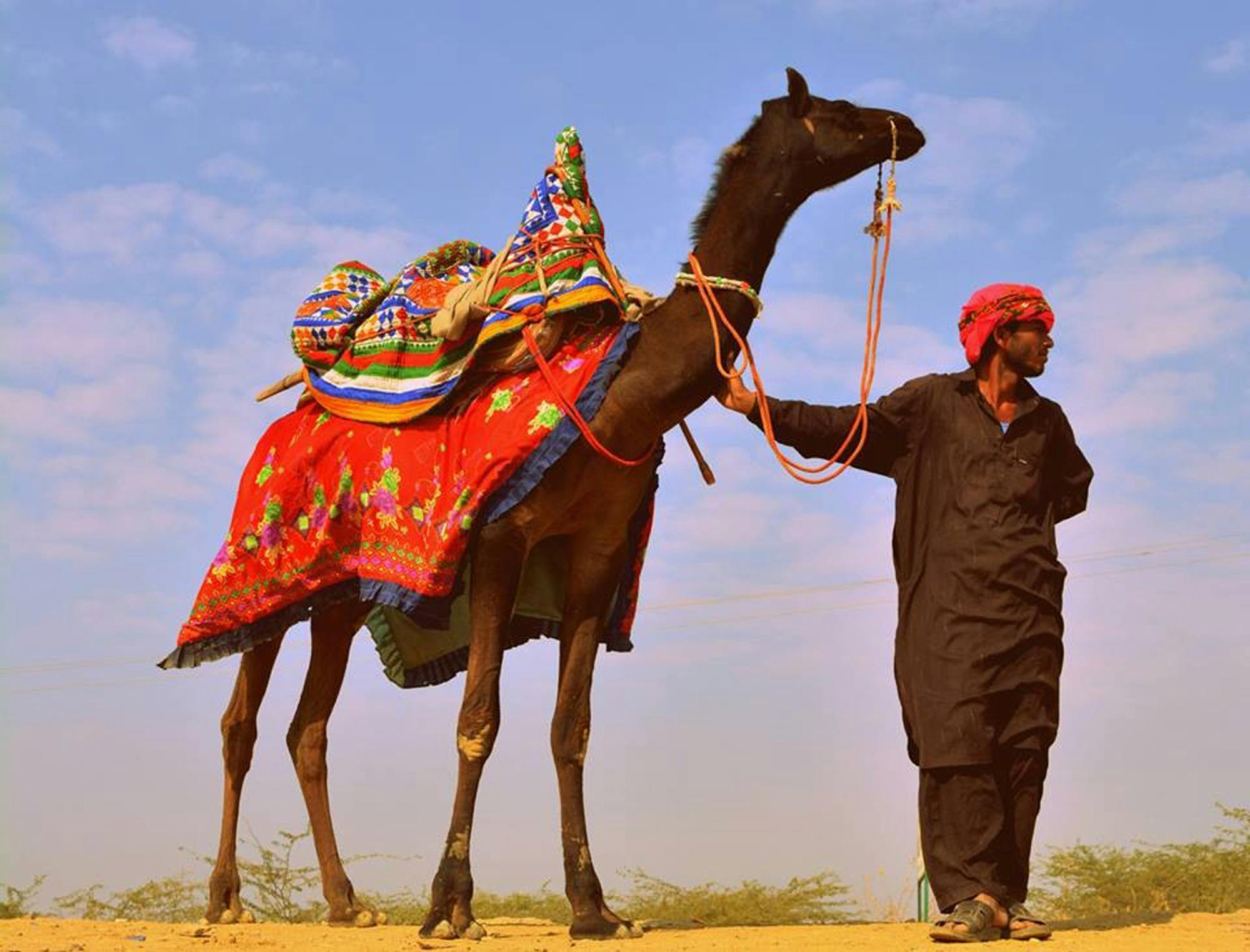 新鲜的绿茶叶,展示了茶叶的自然形态