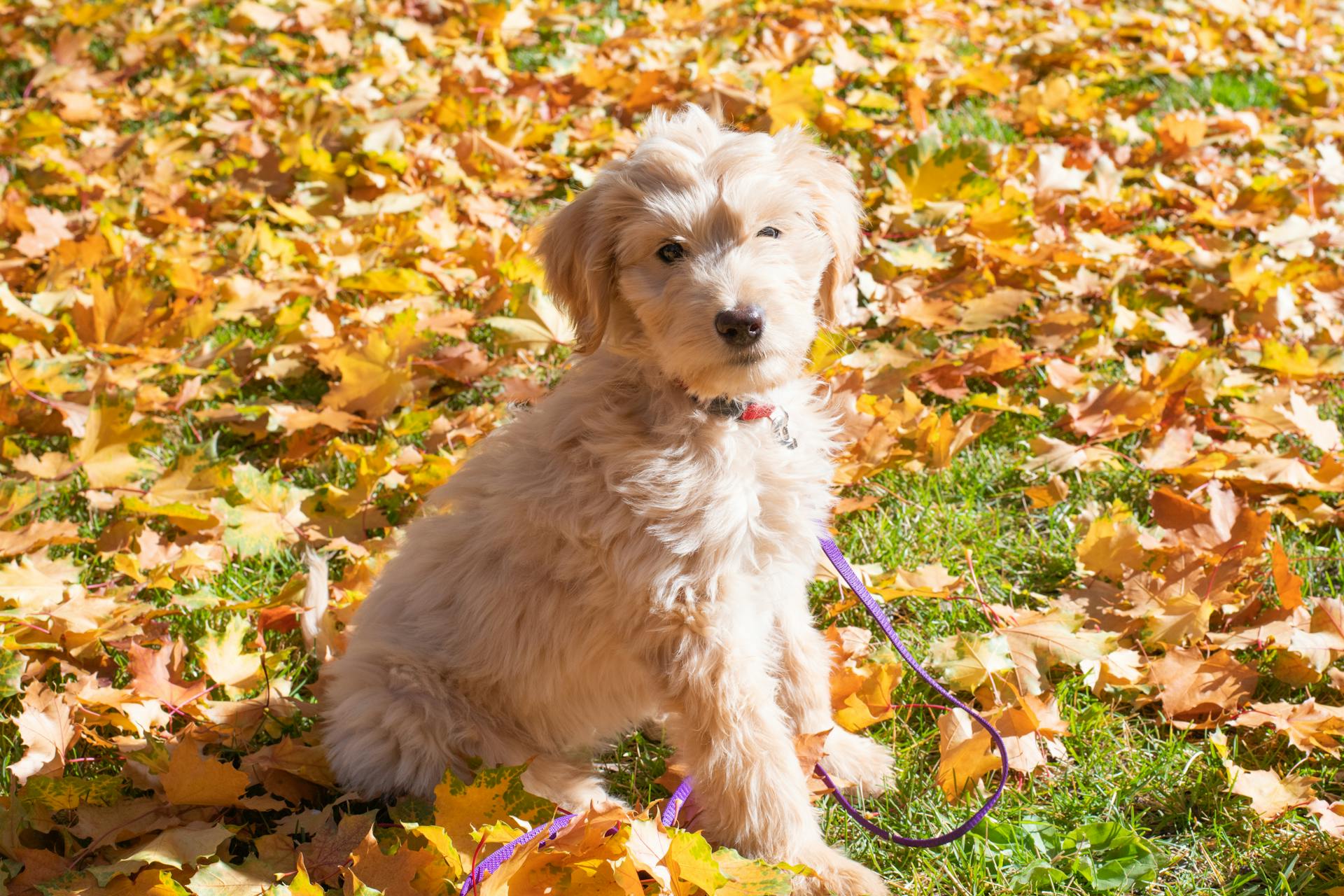 Foto van een Goldendoodle in de buurt van herfstbladeren