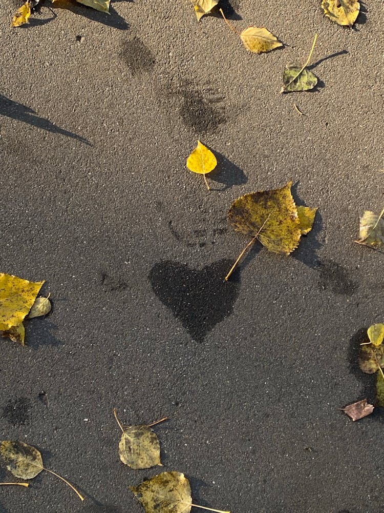 Photograph Of Leaves And A Heart Shaped Mark On The Ground