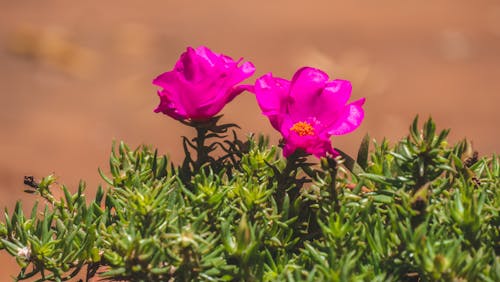 Free stock photo of pink flowers